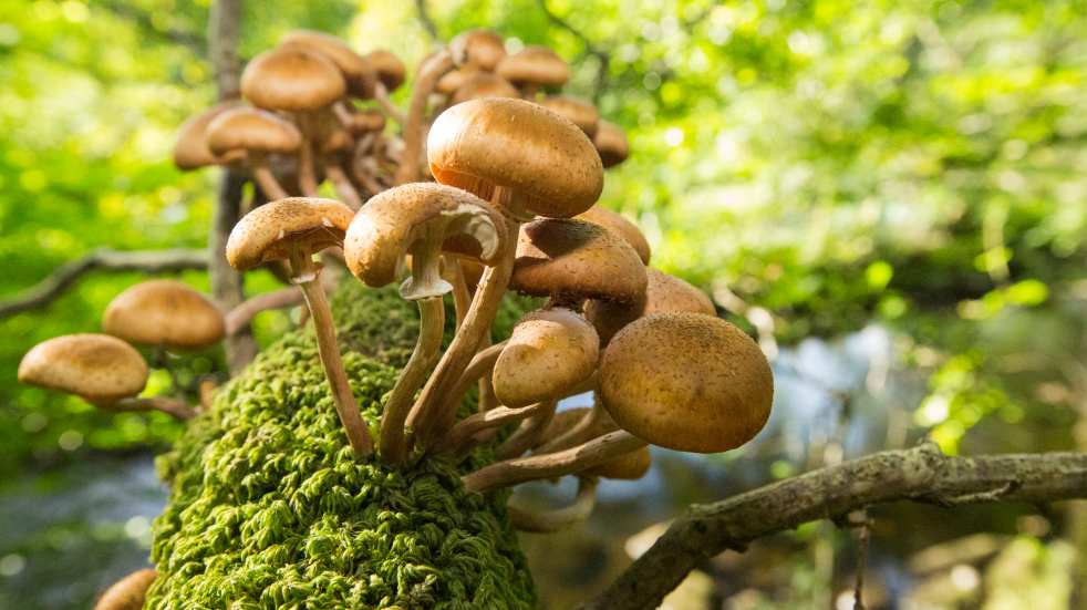 Cluster of fungi